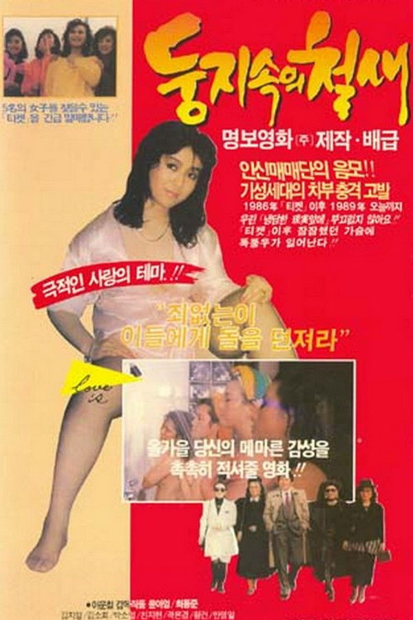 둥지 속의 철새